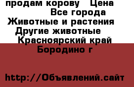 продам корову › Цена ­ 70 000 - Все города Животные и растения » Другие животные   . Красноярский край,Бородино г.